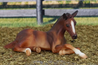Breyer Tein Morgan Foals